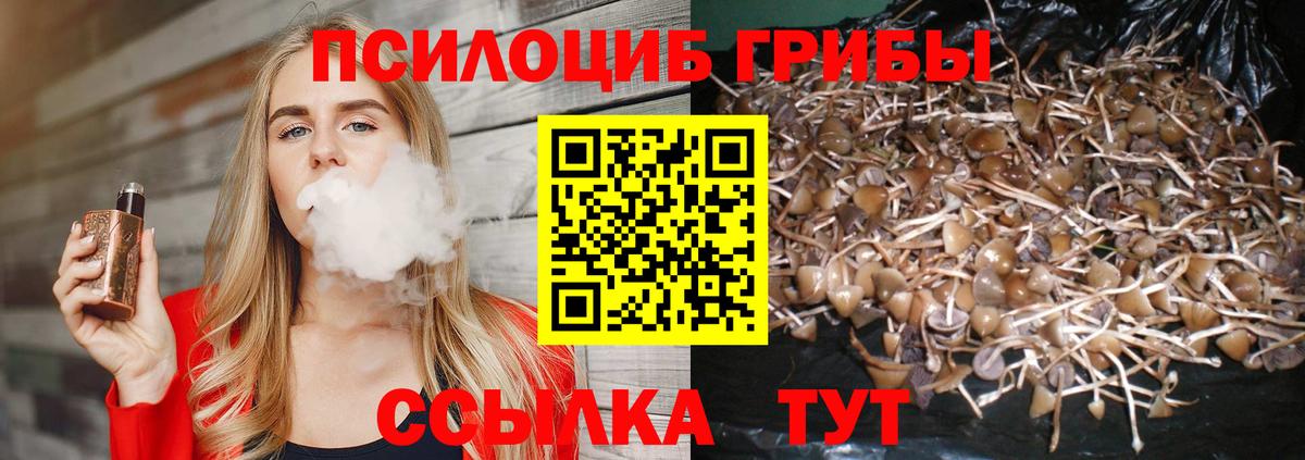 Галлюциногенные грибы Psilocybe Ступино